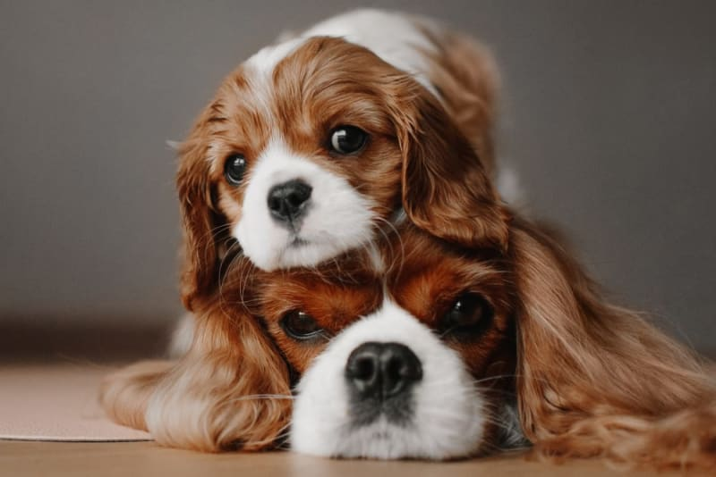 Puppies