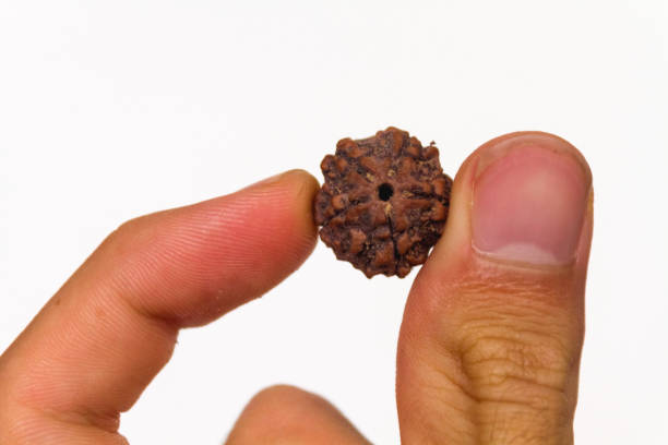 5 Mukhi Rudraksha Bannerghatta Road